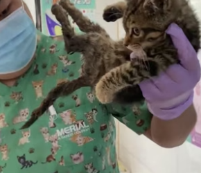 D2305005_A kind woman rescued an injured kitten, and then this happened…PART 2