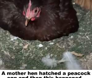 D2305004_A mother hen hatched a peacock egg, and then this happened… PART 2