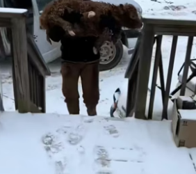 D2305003_A kind couple rescued an abandoned calf during a snowstorm, and then…PART 2