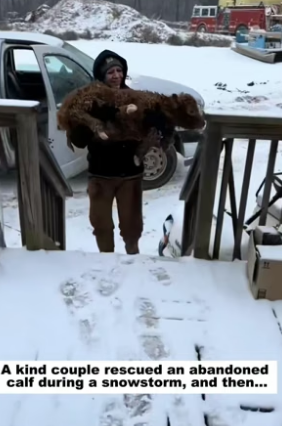 D2305003_A kind couple rescued an abandoned calf during a snowstorm, and then…PART 2