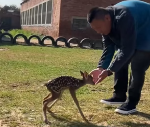D2305002_A kind couple rescued a baby deer that had been abandoned by its mother…PART 2