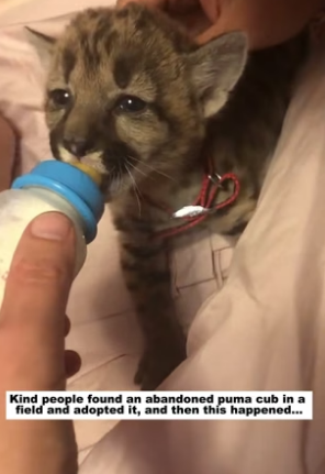 N2305011_Kind people found an abandoned puma cub in a field and adopted it, and then this happened…PART 2
