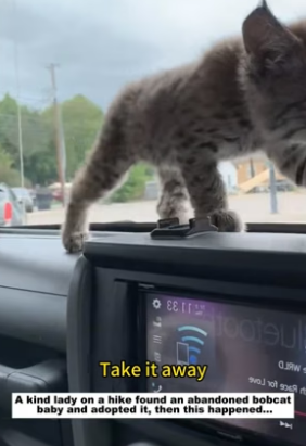 N2305023_A kind lady on a hike found an abandoned bobcat baby and adopted it, then this happened…PART 2