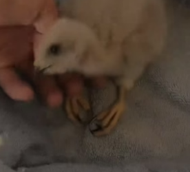 N2305020_A boy found an abandoned baby hawk, and his kind family adopted it and then..PART 2