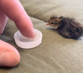 N2305019_A kind lady rescued a little quail that fell into a manhole and then this happened…PART 2