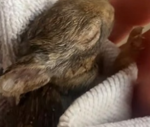 N2305014_A kind lady rescued an abandoned bunny from her dog and adopted it and then this happened…PART 2