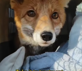 N2305017_A kind couple rescued a fox whose legs were tangled in a rope, and then this happened…PART 2