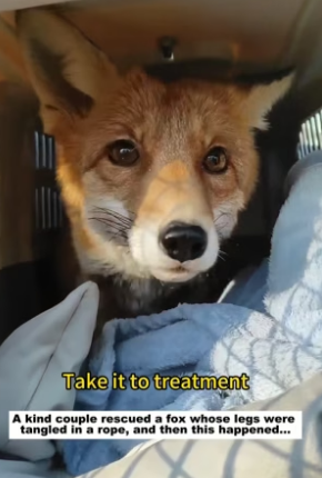 N2305017_A kind couple rescued a fox whose legs were tangled in a rope, and then this happened…PART 2