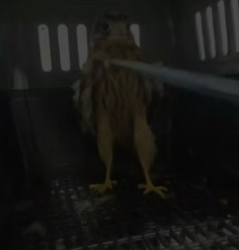 N2305007_A kind couple rescued a wounded kestrel on the road and adopted it, and then this happened…PART 2
