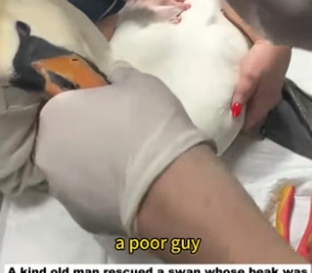 N2305024_A kind old man rescued a swan whose beak was caught by a fishhook. When they met again…PART 2