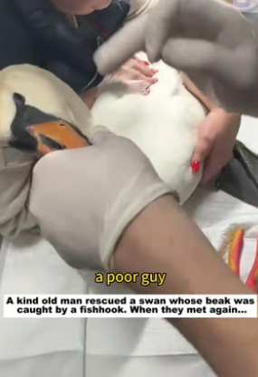 N2305024_A kind old man rescued a swan whose beak was caught by a fishhook. When they met again…PART 2