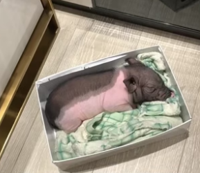 N2305003_A woman adopted a piglet and raised it lovingly, and then this happened…PART 2