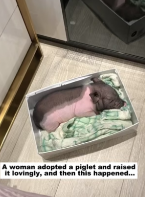 N2305003_A woman adopted a piglet and raised it lovingly, and then this happened…PART 2