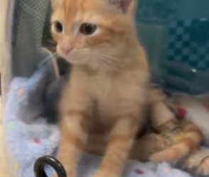 N2305013_A kind lady rescued a cat with a broken leg on the roadside and then this happened…PART 2