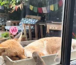 B2005005_This family rescued a wild fox tangled in a soccer net and then…PART 2