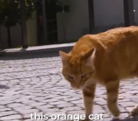 N2305005_Cat showed up at the university every day for 15 years – and became a campus legend PART 2