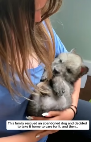 B1905004_rescue baby dog PART 2