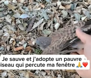 P2305017_Un oiseau percute ma fenêtre et se blessé gravement �� PARTIE 2