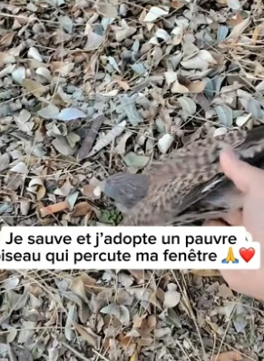 P2305017_Un oiseau percute ma fenêtre et se blessé gravement �� PARTIE 2