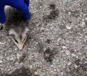 P2305016_Un renard vole un bébé opossum à sa maman �� PARTIE 2
