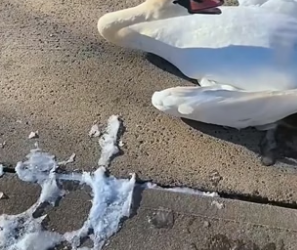 P2305014_Je trouve un pauvre cygne la tete coincé dans une barrière �mais comment il a fait ça �� PARTIE 2