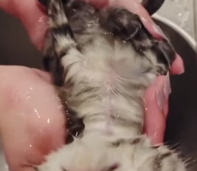 B2604010_Girl found a shivering kitten on the road and brought it home PART 2