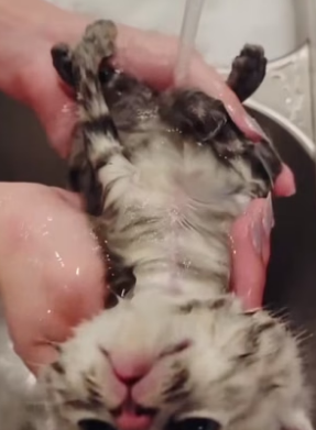 B2604010_Girl found a shivering kitten on the road and brought it home PART 2