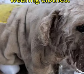 B2305017_Dog Home page independent site link, purchase can help dogs，PART 2