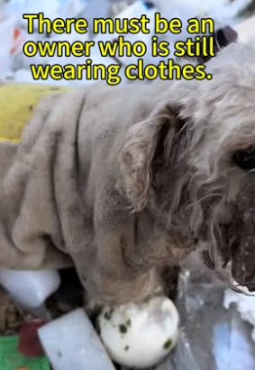 B2305017_Dog Home page independent site link, purchase can help dogs，PART 2