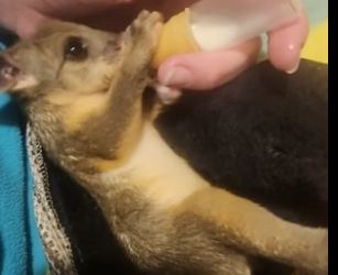 B2305013_Man rescued a baby possum from crows attack PART 2