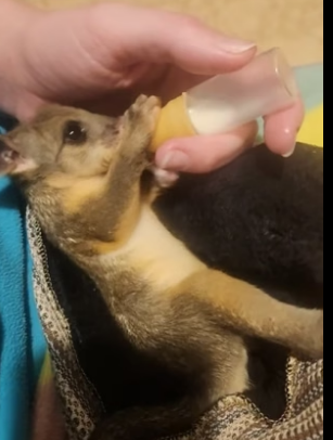 B2305013_Man rescued a baby possum from crows attack PART 2