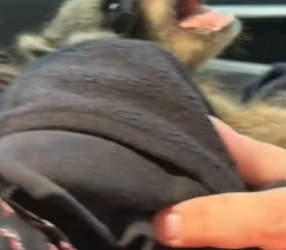 B2604012_Girl found a baby raccoon lost its mother and adopted it with love PART 2