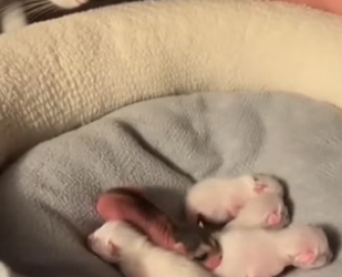 S2205008_A newborn raccoon raised by cats…wait till you see this. ��❤️ PART 2