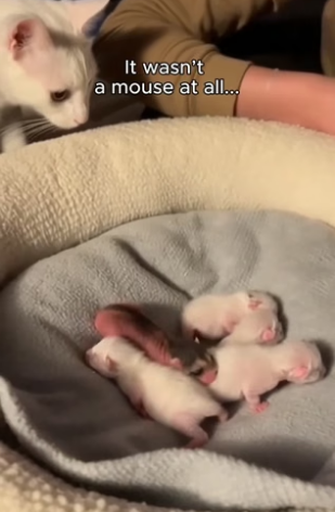 S2205008_A newborn raccoon raised by cats…wait till you see this. ��❤️ PART 2