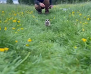 B2804002_Man found a baby owl on the side of the road and brought it home PART 2