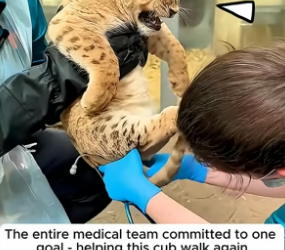 B2305020_Kind people rescued a handicapped lion cub and then nurtured it with love and care_part2