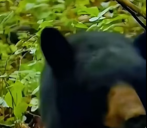 B2505001_rescue the poor bear PART 2