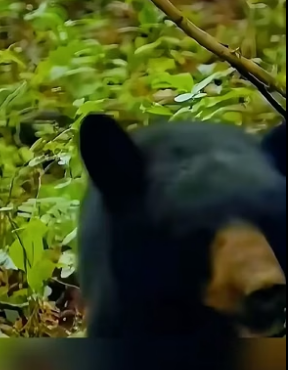 B2505001_rescue the poor bear PART 2