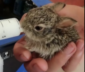 B2804003_Man found a baby rabbit in his backyard and adopted it PART 2