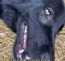 S2505002_My Dog Helped A Wild Wolf Give Birth PART 2