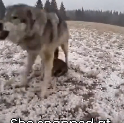S2505018_Mother Wolf Protecting His Puppies � PART 2