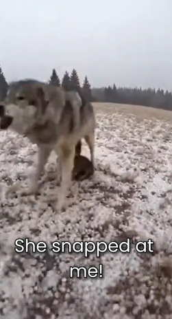 S2505018_Mother Wolf Protecting His Puppies � PART 2