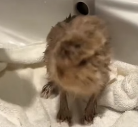 B2804004_This couple rescued a baby rabbit from crow attack and adopted it PART 2