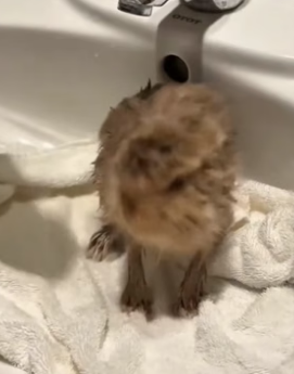 B2804004_This couple rescued a baby rabbit from crow attack and adopted it PART 2