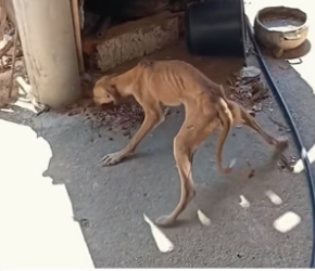 H0104003_I found an extremely thin dog. It’s so pitiful. I decided to take it away, and then…PART 2