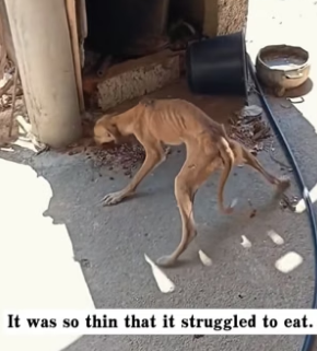H0104003_I found an extremely thin dog. It’s so pitiful. I decided to take it away, and then…PART 2