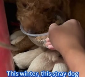 B2305024_Help stray dogs!_part2