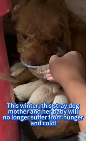 B2305024_Help stray dogs!_part2