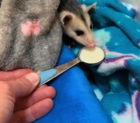 P2305021_Un bébé opossum seul et puis…Part 2