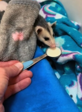 P2305021_Un bébé opossum seul et puis…Part 2